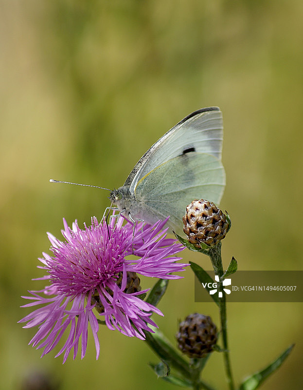 蝴蝶在瑞典紫色鲜花上采蜜特写图片素材