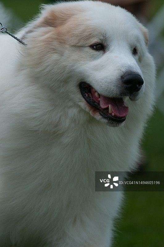 大比利牛斯山犬，美国纽约图片素材