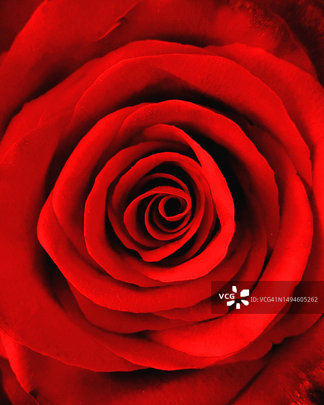 美国新罕布什尔州梅里马克县的红色玫瑰特写图片素材