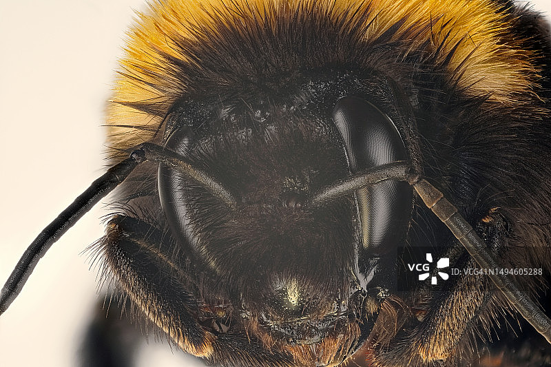 昆虫特写，德国汉诺威图片素材