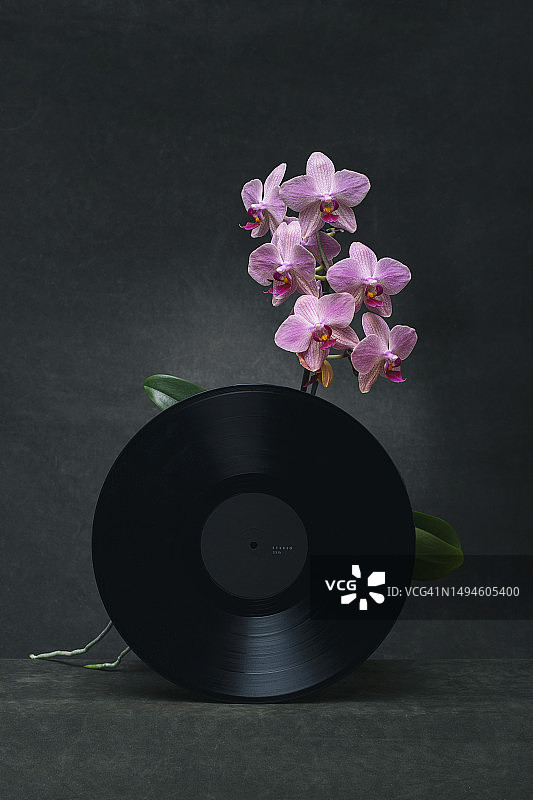兰花和黑胶唱片静物图片素材