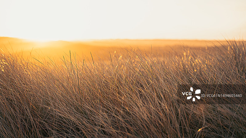 日出时荷兰特塞尔海岸线沙丘草上的橙色泛光灯图片素材