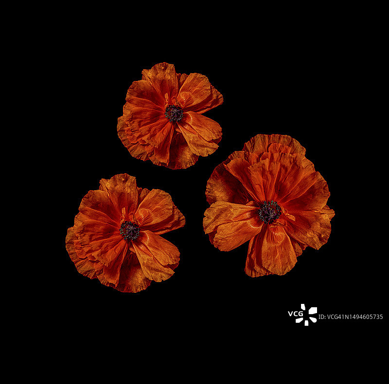 黑色背景下的橙色花朵特写图片素材
