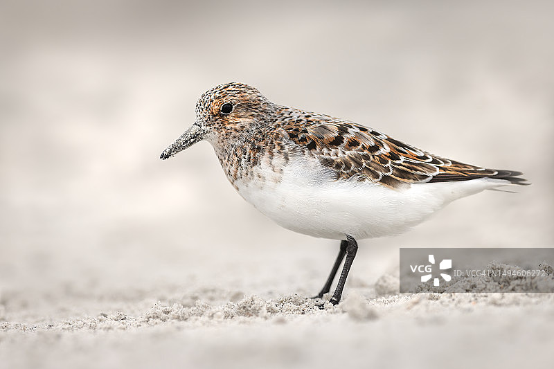 德国黑尔戈兰岛海滩沙地上矶鹬特写图片素材