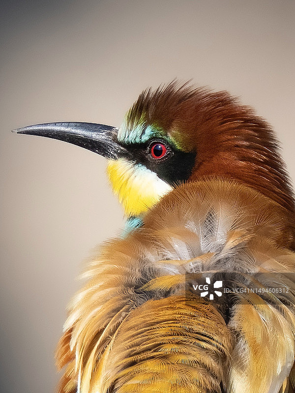 德国晴空下的蜜蜂特写图片素材