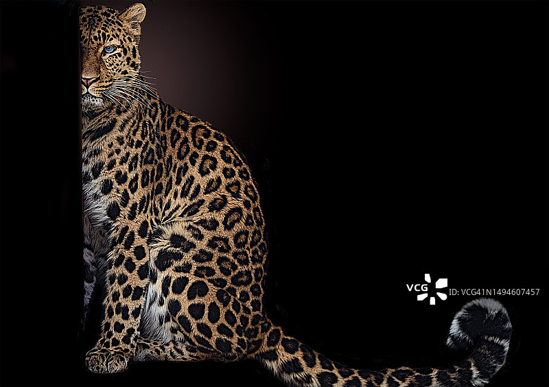 黑色背景下的豹子特写图片素材