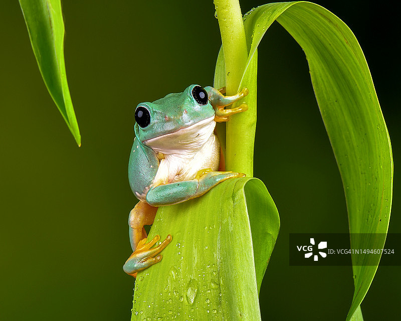 树叶上的红色特写图片素材