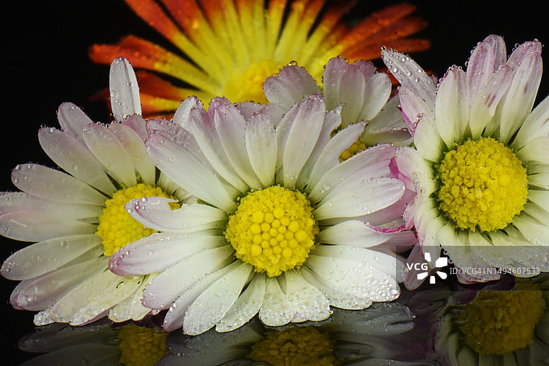 斯洛文尼亚户外盛开的湿润花朵特写图片素材