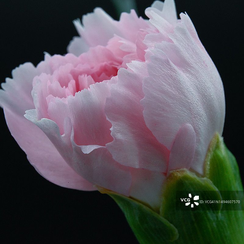 黑色背景上的粉色玫瑰花特写图片素材