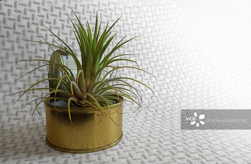 桌上的盆栽植物特写，匈牙利图片素材