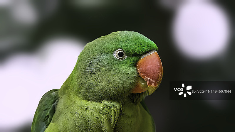 比利时林堡省太阳鹦鹉特写图片素材