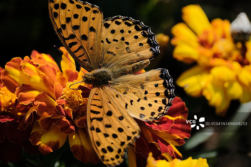 蝴蝶在日本东京黄花上采蜜特写图片素材
