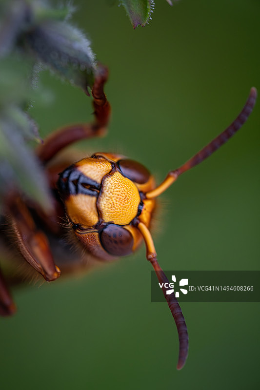 瑞士植物上的昆虫特写图片素材