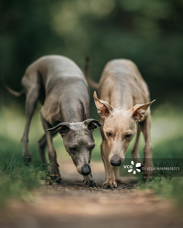 特写：波兰田野上的鹿图片素材