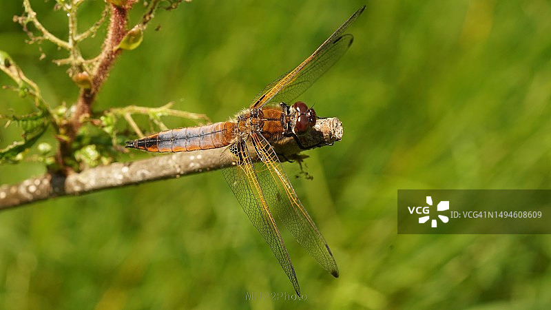 蜻蜓，稀有追逐者，茎顶部的颜色成熟，荷兰芬洛图片素材