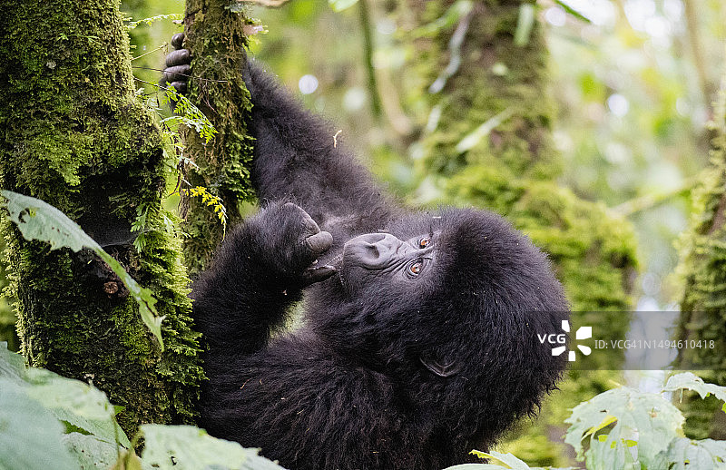 卢旺达森林中山地大猩猩特写图片素材