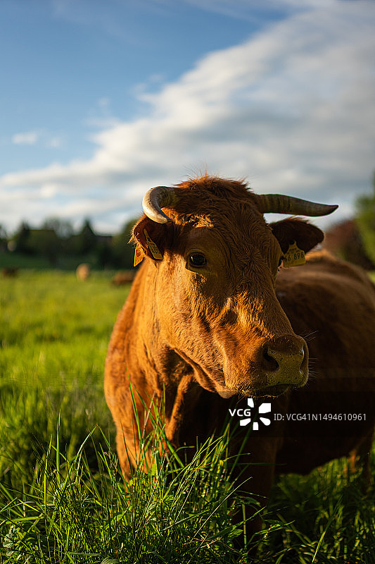 德国，田野里站立的奶牛肖像图片素材
