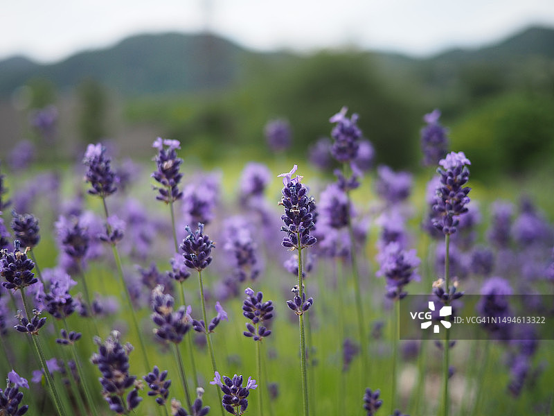 紫色花卉特写，相模原，神奈川，日本图片素材