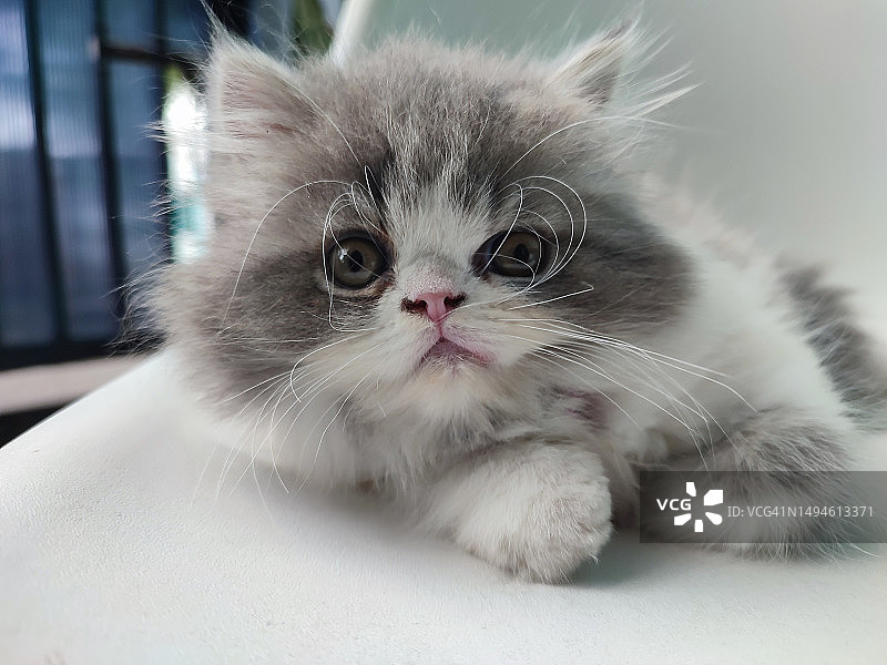 小猫特写图片素材