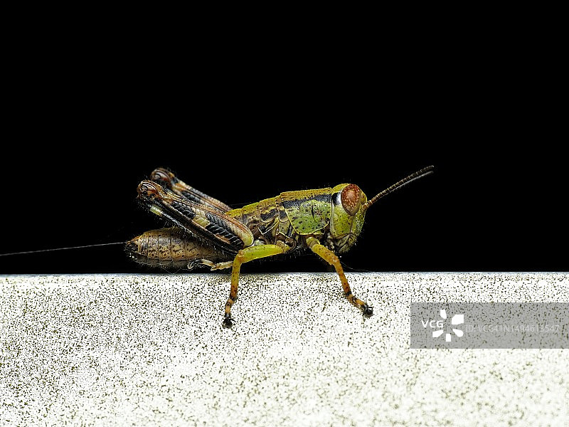 草蜢在日本挡土墙上的特写图片素材