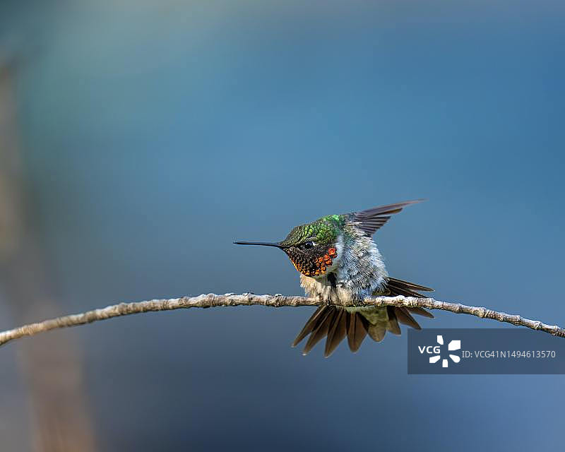 蜂鸟栖息在树枝上的特写镜头图片素材