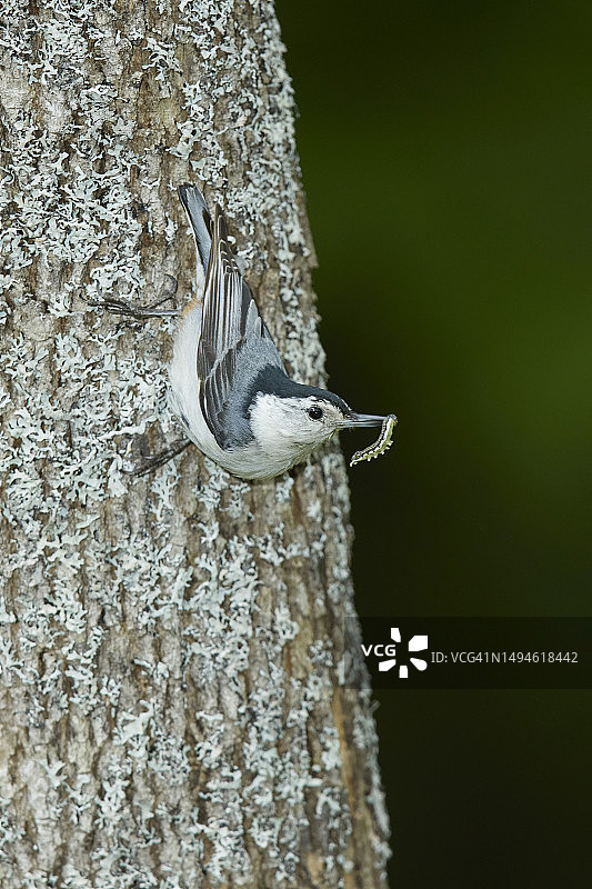 白胸五子雀图片素材