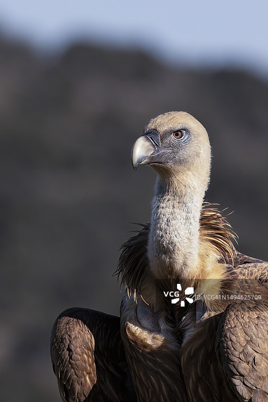栖息在田野中秃鹫的特写图片素材