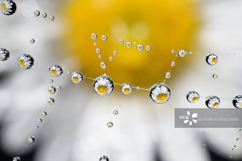 美国纽约蜘蛛网上水滴的特写图片素材