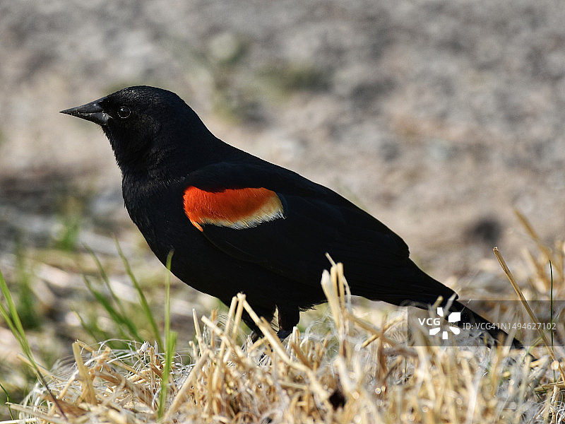 田野上红色栖鸟特写，密歇根州，美国图片素材