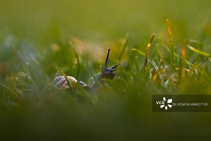 荷兰草地上的昆虫特写图片素材