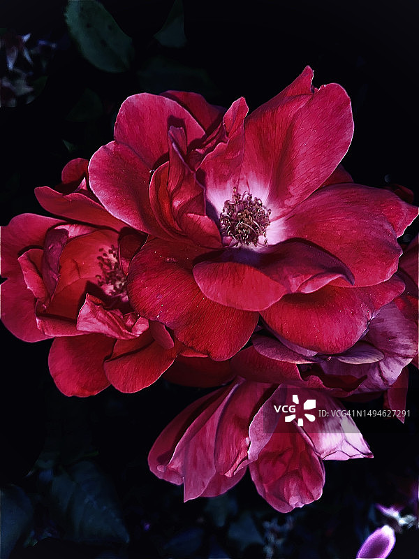 粉红玫瑰花特写，佐治亚州里弗代尔图片素材