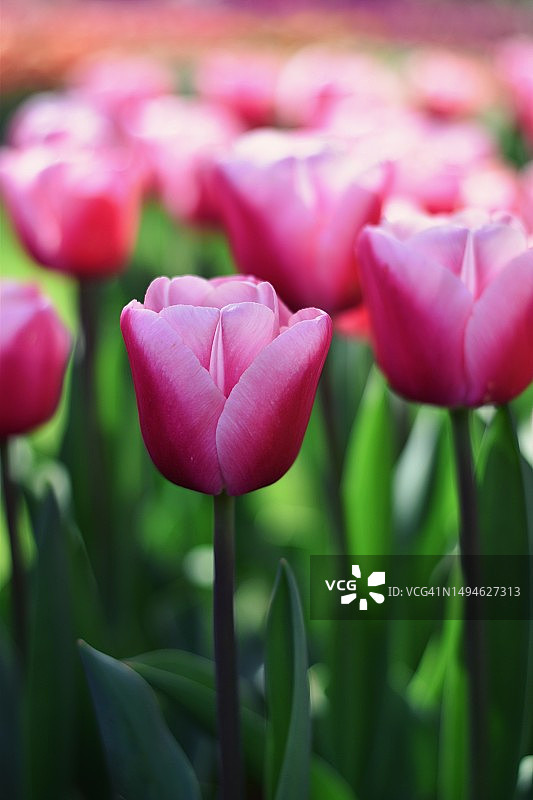 荷兰利瑟粉色郁金香特写图片素材