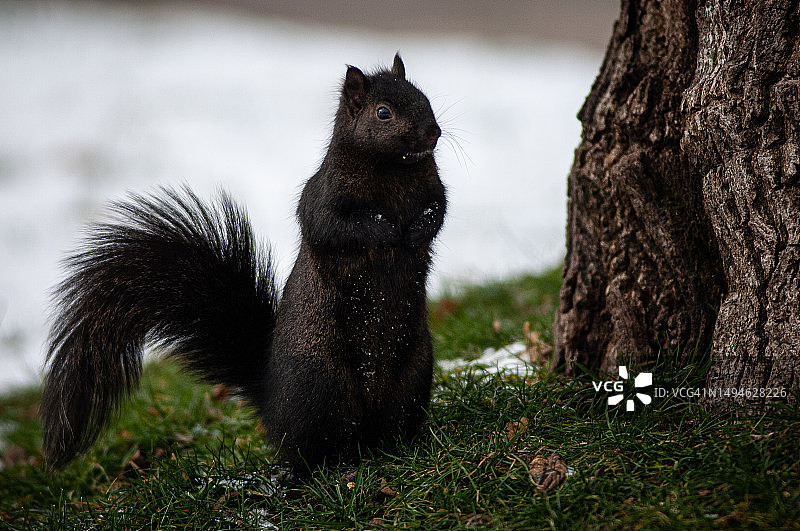 松鼠在树干附近寻找危险图片素材