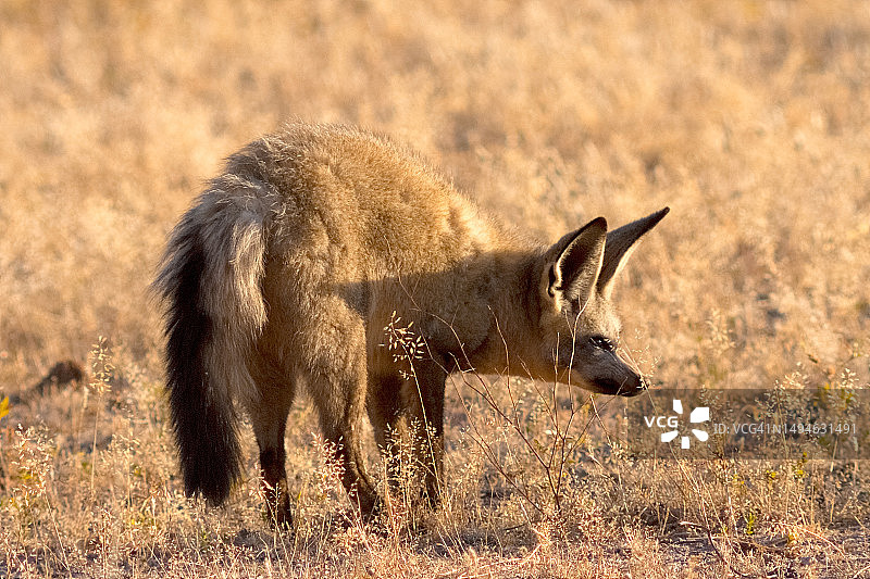 蝙蝠耳廓狐图片素材