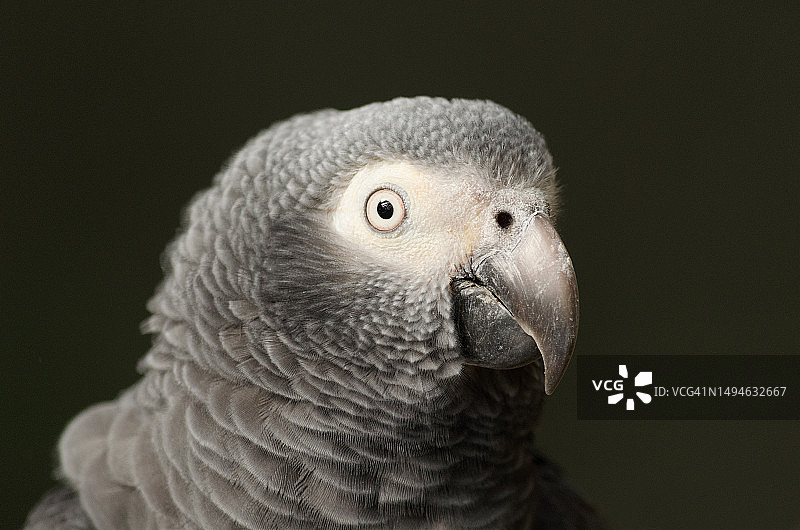 非洲灰鹦鹉肖像图片素材