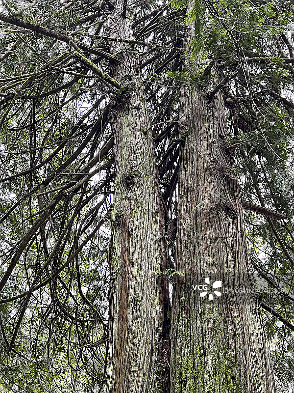 西部红雪松树木，特写图片素材
