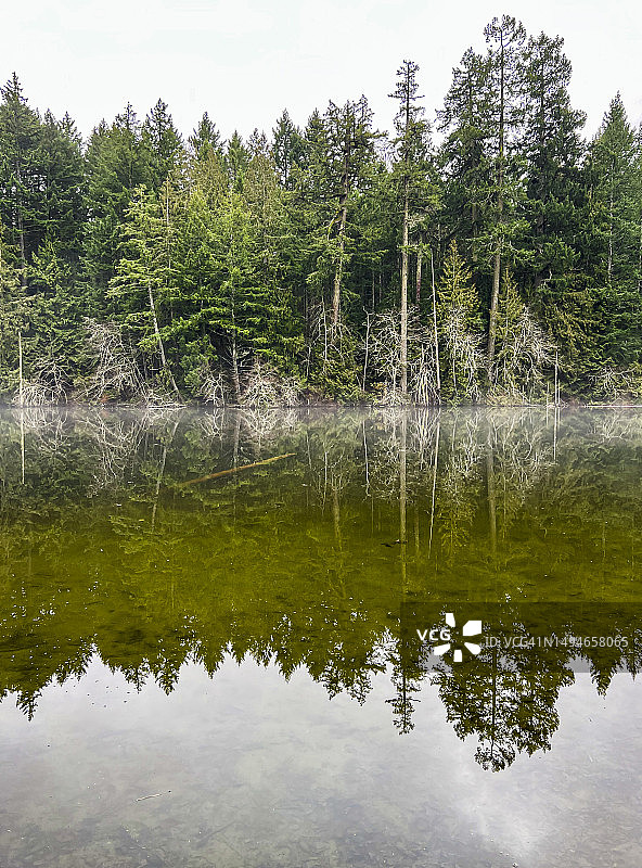泻湖中常绿树木的倒影图片素材