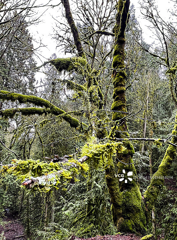覆盖着苔藓的大叶枫树特写图片素材