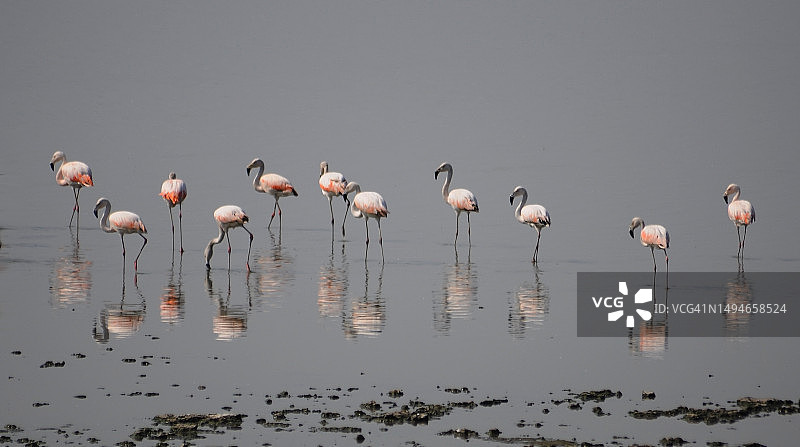 智利火烈鸟图片素材
