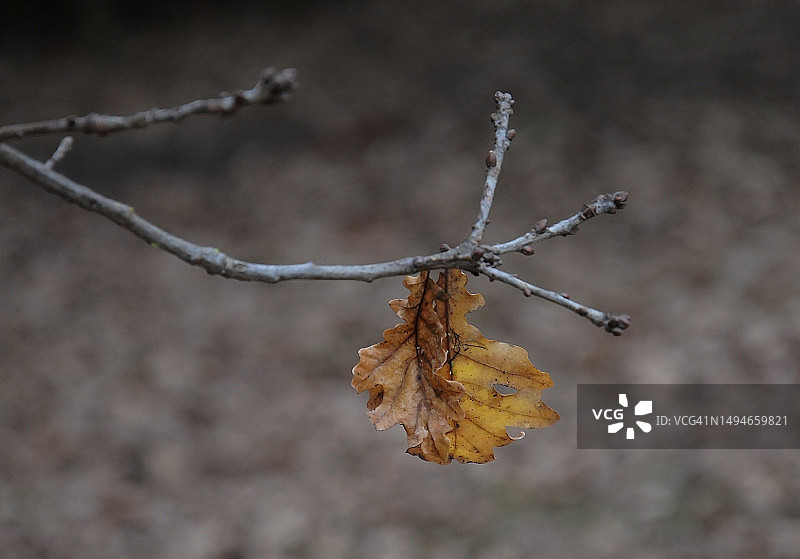 橡树叶图片素材