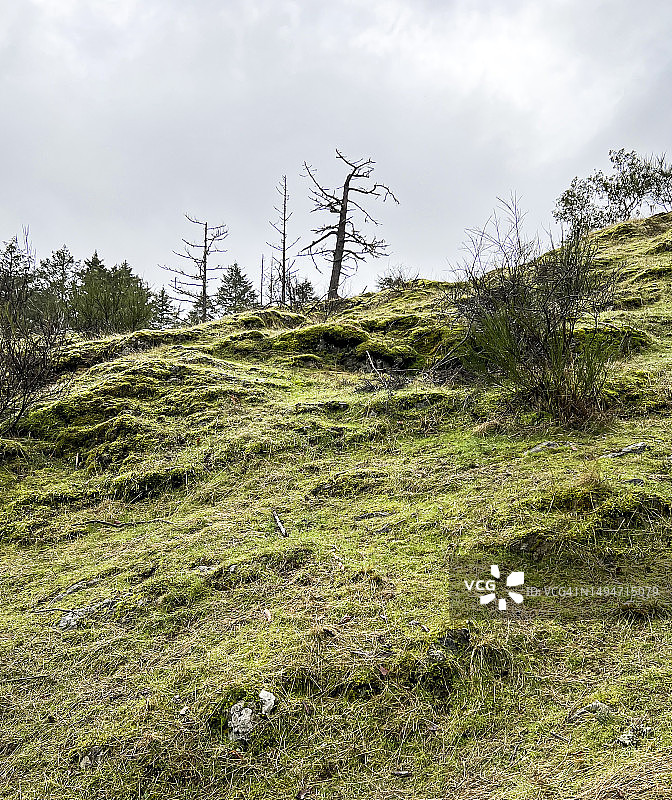 枯死的黄松图片素材
