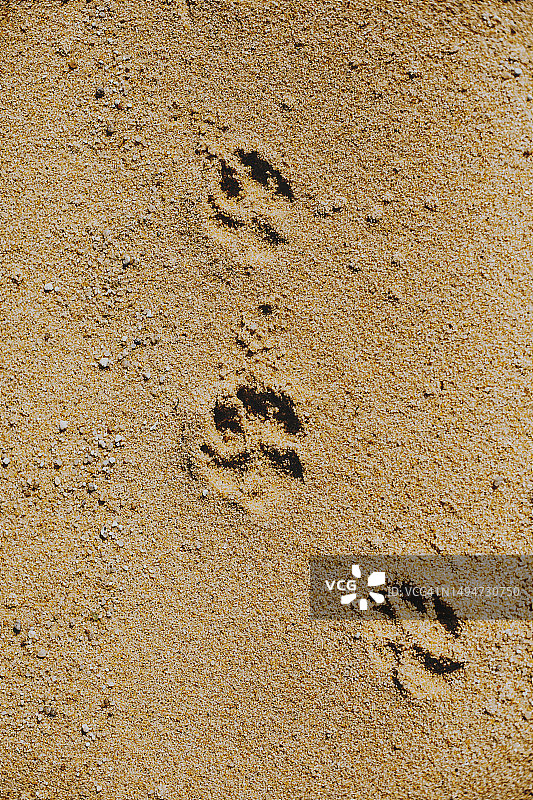 沙滩上的狗爪印图片素材