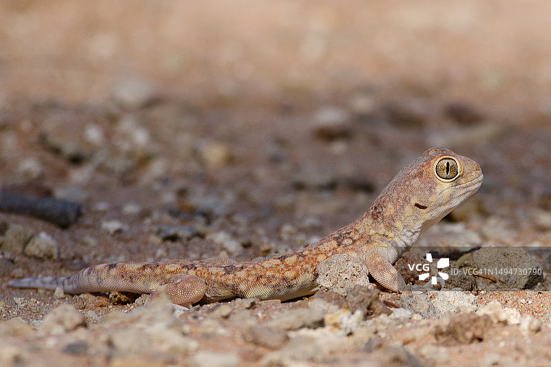 叫声响亮的壁虎图片素材