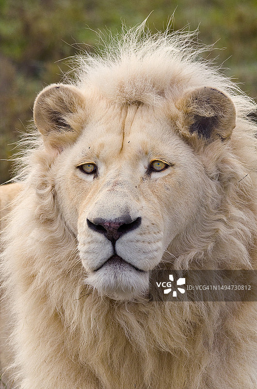 白色狮子肖像图片素材