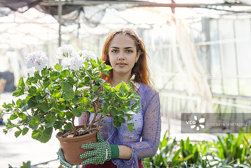 在苗圃里拿着一瓶白色天竺葵的年轻女人图片素材