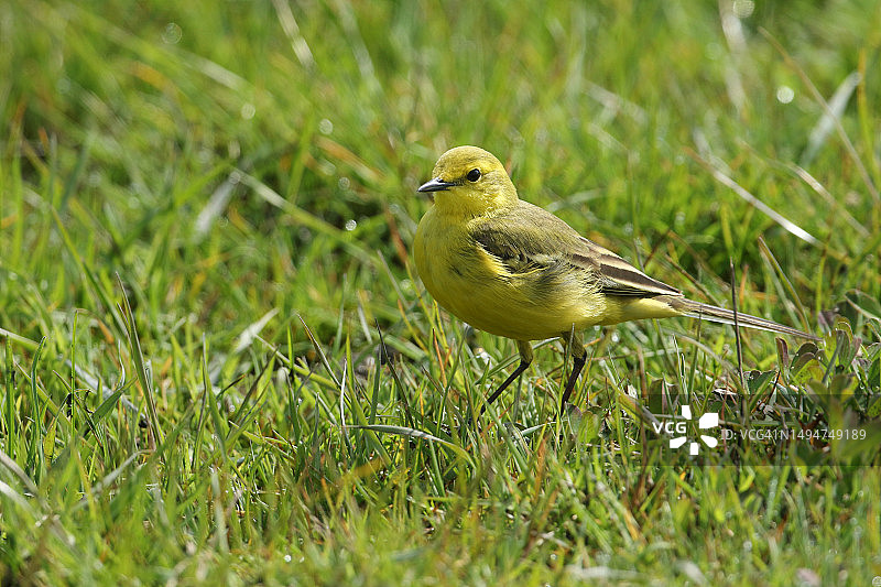 春天草地中捕食昆虫的雄性黄鹡鸰图片素材