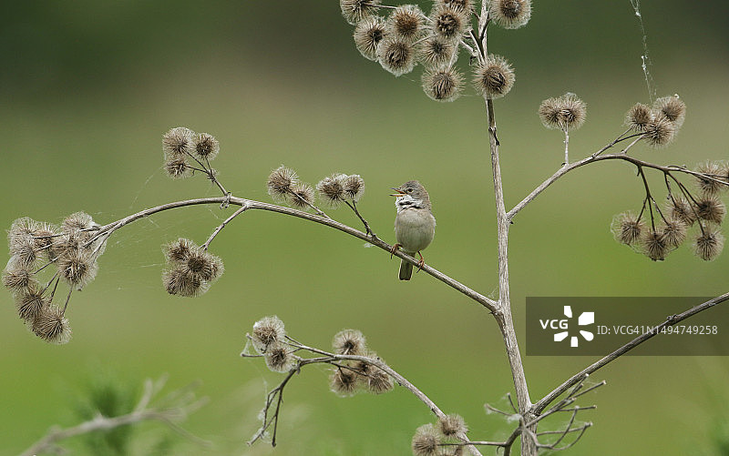 一只美丽的歌唱雄性白喉鸟，栖息在春天的大牛蒡植物上图片素材