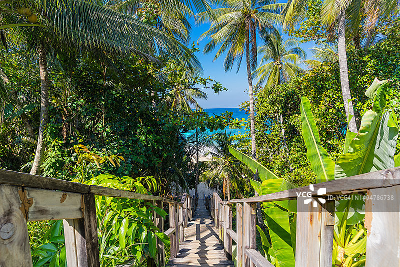 奈通海滩的椰子树和森林景观，普吉岛，泰国图片素材