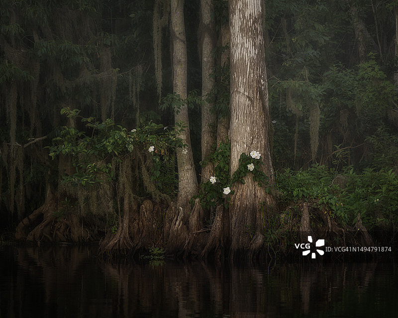 月光下的柏树与牵牛花图片素材