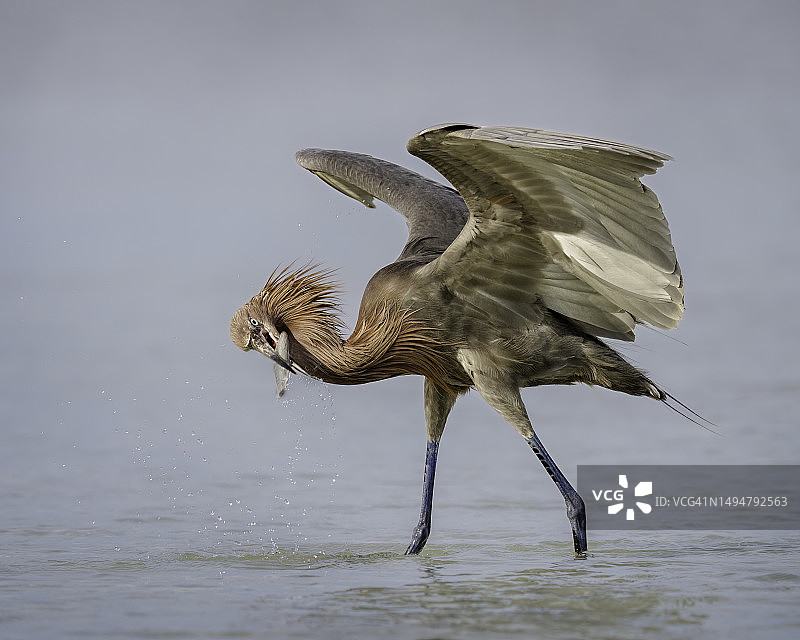红鹭捕猎图片素材